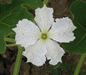 Lagenaria siceraria Bule gourd; fleurs-M