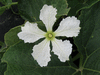 Lagenaria siceraria Banana; fleurs-M