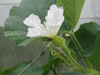 Lagenaria siceraria Cuillère à manche plein; fleurs-F