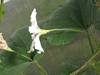 Lagenaria siceraria Cuillère à manche plein; fleurs-M