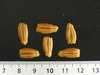 Lagenaria siceraria Cuillère à manche plein; graines