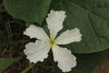 Lagenaria siceraria Cuillère à manche plein; fleurs-M
