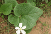 Lagenaria siceraria Cuillère à manche plein; feuilles