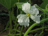 Lagenaria siceraria Marenka Limegreen; fleurs-F