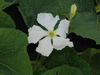 Lagenaria siceraria Lagenaria 12 A; fleurs-M