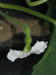 Lagenaria siceraria Swan Lightgroen; fleurs-F