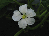 Lagenaria siceraria Swan Lightgroen; fleurs-F