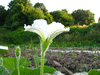 Lagenaria siceraria Colin gourd fr; fleurs-M