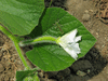 Lagenaria siceraria Colin gourd fr; fleurs-F