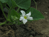 Lagenaria siceraria Colin gourd fr; fleurs-F