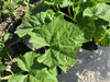 Lagenaria siceraria Pélerine pointue; feuilles