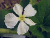 Lagenaria siceraria Pélerine pointue; fleurs-M