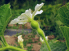 Lagenaria siceraria Pélerine pointue; fleurs-F