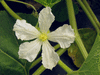 Lagenaria siceraria Pélerine pointue; fleurs-F