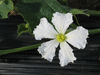 Lagenaria siceraria African kettle gourd; fleurs-F