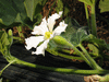 Lagenaria siceraria African kettle gourd; fleurs-F