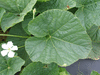 Lagenaria siceraria African kettle gourd; feuilles