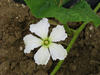 Lagenaria siceraria Long handled dipper; fleurs-M