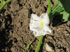 Lagenaria siceraria Tarahumara warty; fleurs-F