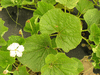 Lagenaria siceraria Peyote ceremonial; feuilles