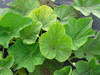 Lagenaria siceraria Bali Sugar Trough; feuilles