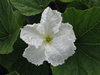 Lagenaria siceraria Ufo gevlekt fr; fleurs-M