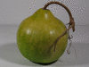 Lagenaria siceraria Thai Kettle fr; fruits