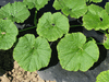 Lagenaria siceraria Snake speckled; feuilles