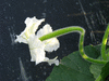 Lagenaria siceraria Snake speckled; fleurs-F