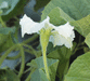 Lagenaria siceraria Zucca; fleurs-M