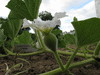 Lagenaria siceraria Tobacco box; fleurs-F