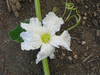 Lagenaria siceraria Mayo bilobal; fleurs-F