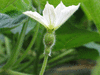 Lagenaria siceraria Mini nigerian; fleurs-F