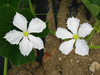 Lagenaria siceraria Guoguohulu; fleurs-F