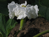 Lagenaria siceraria Massue comestible; fleurs-F