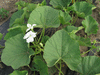 Lagenaria siceraria Gourda; feuilles