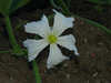 Lagenaria siceraria Marenka marbrée; fleurs-F