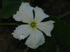 Lagenaria siceraria Marenka marbrée; fleurs-M
