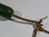 Lagenaria siceraria Marenka marbrée; pedoncules