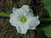 Lagenaria siceraria African kettle gourd; fleurs-F