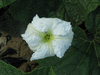 Lagenaria siceraria African kettle gourd; fleurs-M