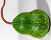 Lagenaria siceraria Poire striée 4inch; fruits