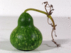 Lagenaria siceraria Poire striée 4inch; fruits