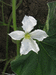 Lagenaria siceraria Poire striée 4inch; fleurs-F