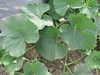 Lagenaria siceraria Poire striée 4inch; feuilles