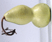 Lagenaria siceraria Pélerine japonaise; fruits