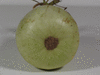 Lagenaria siceraria Pélerine japonaise; ombilics