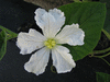 Lagenaria siceraria Pélerine japonaise; fleurs-F