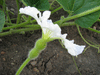 Lagenaria siceraria Pélerine japonaise; fleurs-F