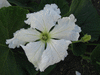 Lagenaria siceraria Pélerine japonaise; fleurs-M